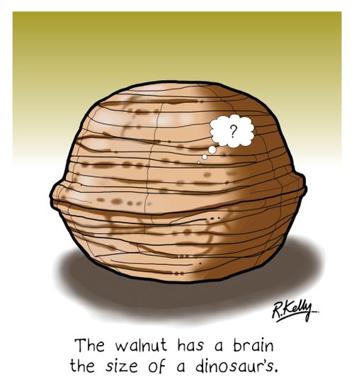 The walnut has a brain the size of a dinosaur's.