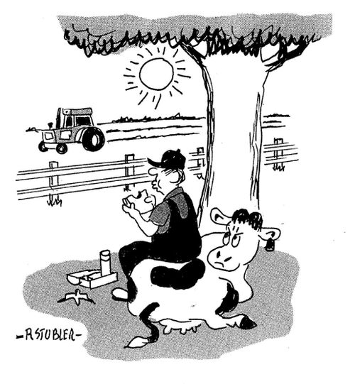 Farmer eating lunch on resting cow.