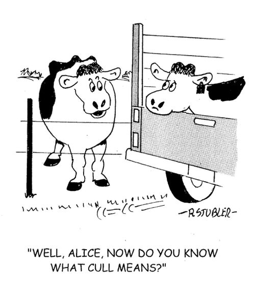 'Well Alice. Now do you know what cull means?'