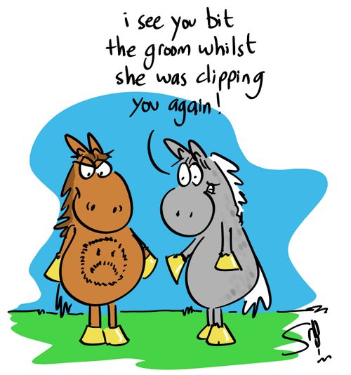 'I see you bit the groom whilst she was clipping you again!'