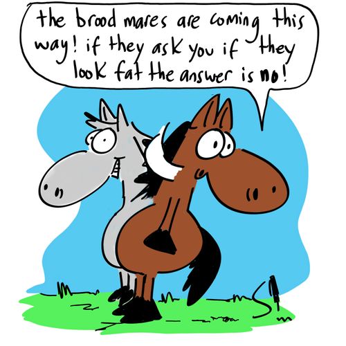 'The brood mares are coming this way! If they ask you if they look fat the answer is no!'