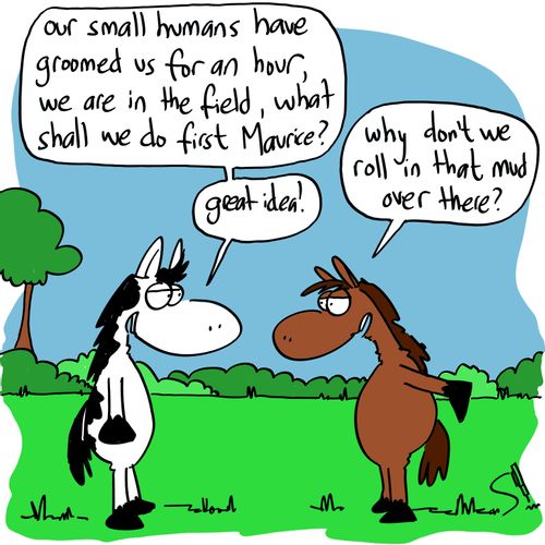 'Our small humans have groomed us for an hour, we're in the field, what shall we do first Maurice?'