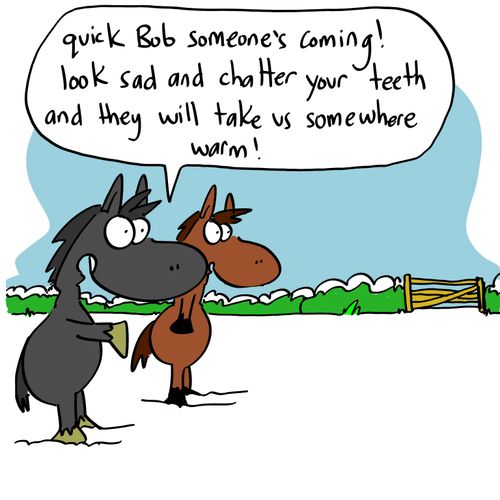 'Quick Bob someone's coming! Look sad and chatter your teeth and they will take us somewhere warm!'