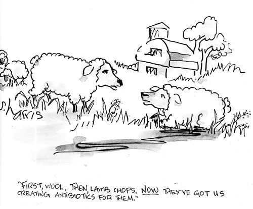 'First, wool. Then, lamb chops. Now they've got us creating antibiotics for them.'