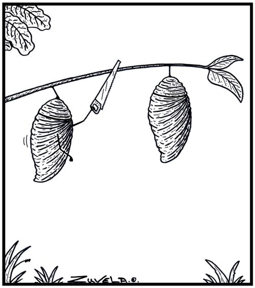 A Cocoon about to saw a branch