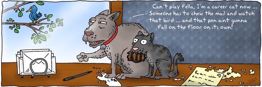 'Can't play fella, I'm a career cat now...someone has to chew the mail and watch that bird...and that pen ain't gonna fall on the floor on its own!'