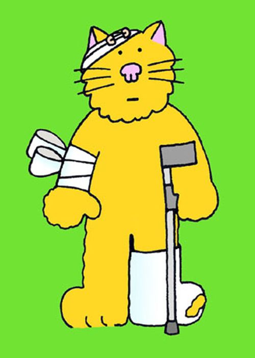 Cat in bandages and on a crutch.