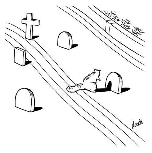 Roadkill Cemetery