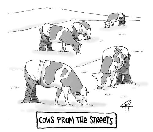 Cows From The Streets
