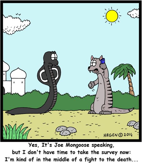 'Yes, it's Joe Mongoose speaking, but I don't have time to take the survey now: I'm kind of in the middle of a fight to the death...'