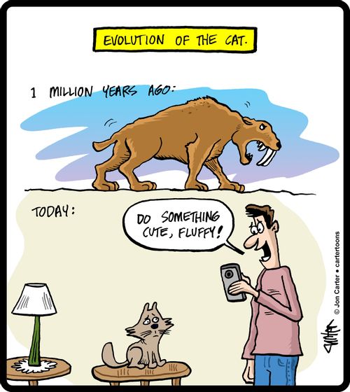 Evolution of the Cat