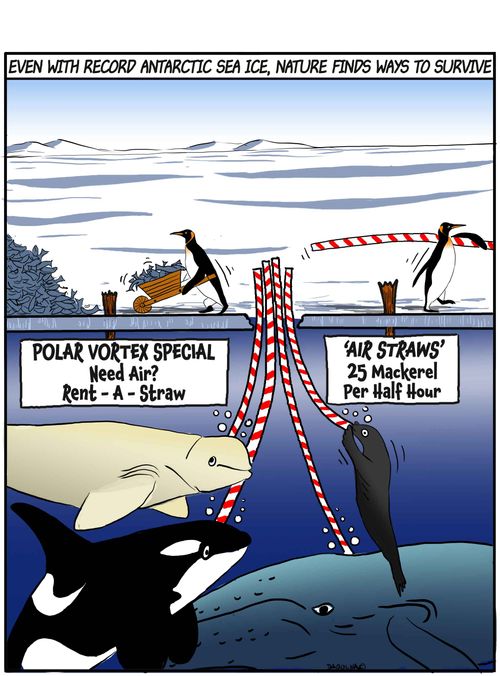 Even with record Antarctic sea ice, nature finds ways to survive....