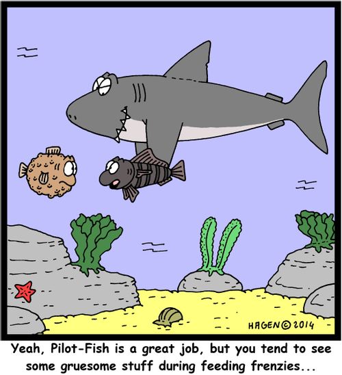 'Yeah, Pilot-Fish is a great job, but you tend to see some gruesome stuff during feeding frenzies...'