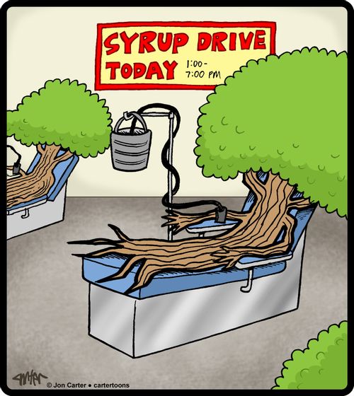Maple tree donating syrup at a syrup drive clinic.