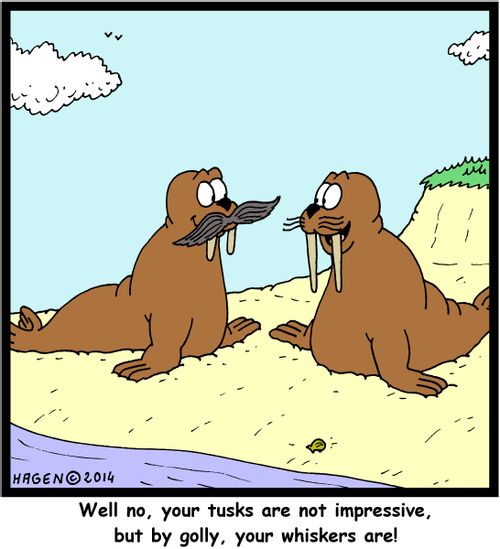 'Well no, your tusks are not impressive, but by golly, your whiskers are!'