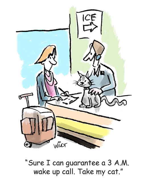 'Sure I can guarantee a 3 A.M. wake up call. Take my cat.'