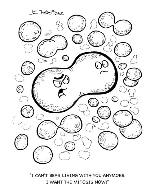 'I can't bear living with you anymore. I want the mitosis now!'