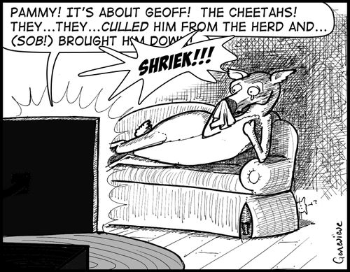'Pammy! It's about Geoff! The Cheetahs! They...they...culled him from the herd and....(sob) brought him down!'