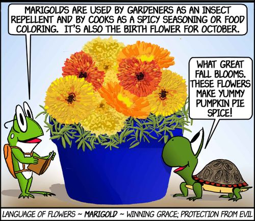 'What great fall blooms. These flowers make yummy pumpkin pie spice!'