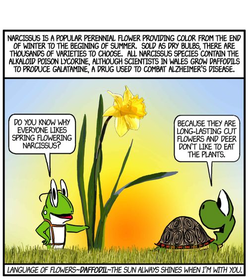 'Do you know why everyone likes spring flowering Narcissus?'