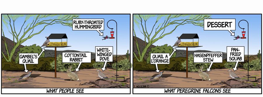 What Peregrine Falcons See.