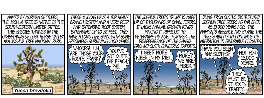 The Joshua Tree