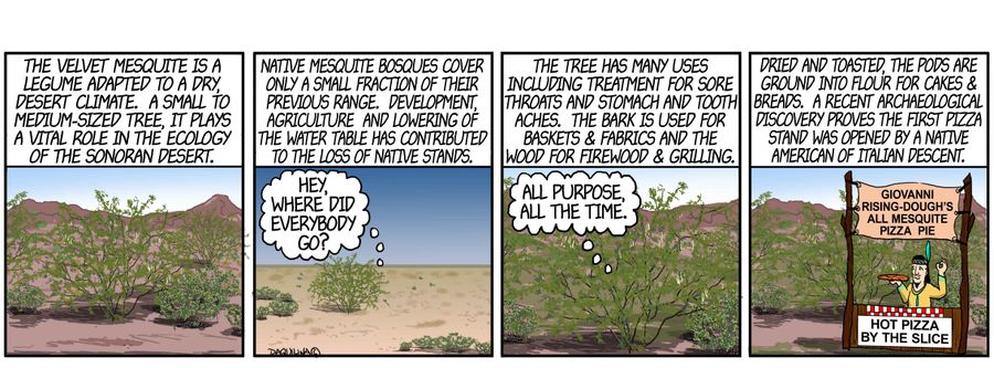 The Velvet Mesquite