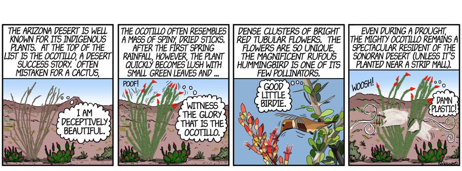 Ocotillo