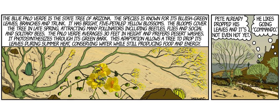 The Blue Palo Verde