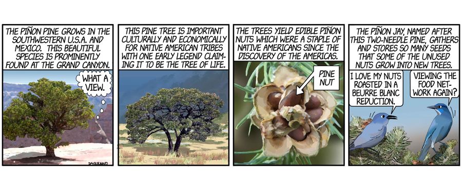The Pinon Pine