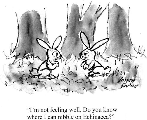 "I'm not feeling well. Do you know where I can nibble on Echinacea?"