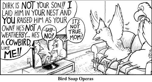 Bird Soap Operas