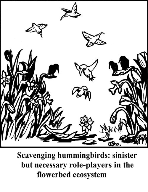 Scavenger hummingbirds: Sinister but necessary role-players in the flowerbed ecosystem