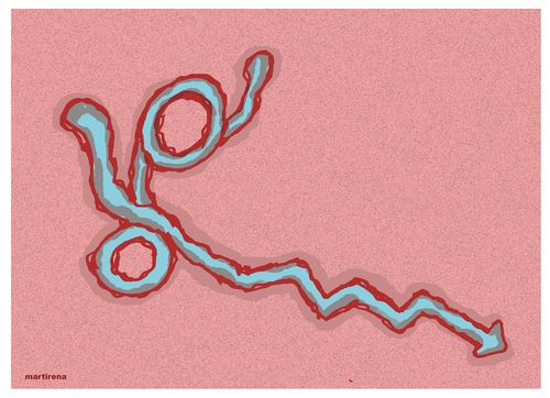 Ebola stable