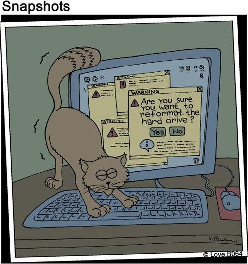 Cat on Computer Keyboard