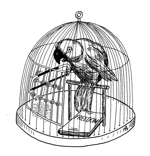 Caged bird reading about freedom