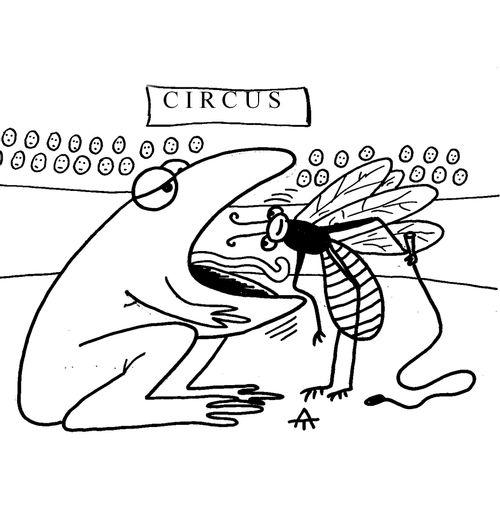 The Frog and the Fly at the Circus