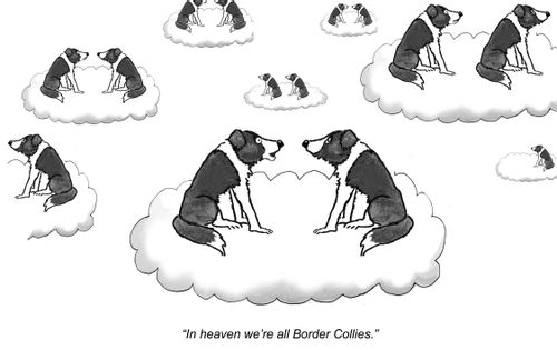 "In heaven we're all Border Collies."