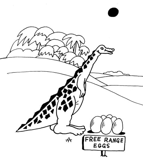 Free Range Eggs