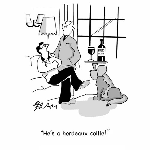 "He's a bordeaux collie."