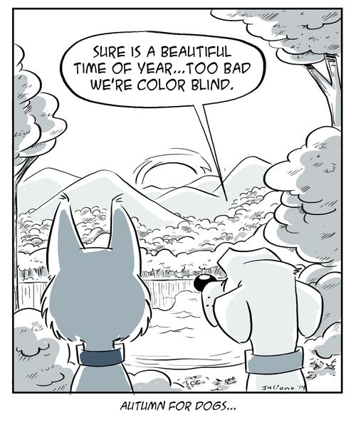 Autumn For Dogs