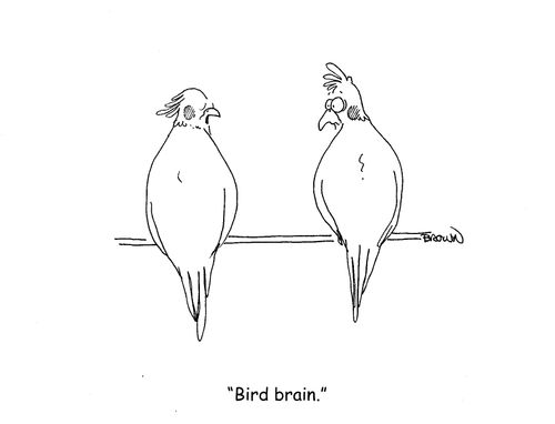 "Bird brain."