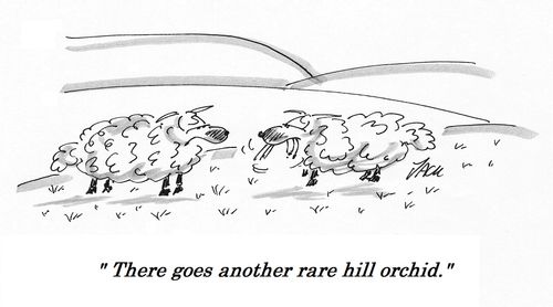 "There goes another rare hill orchid."