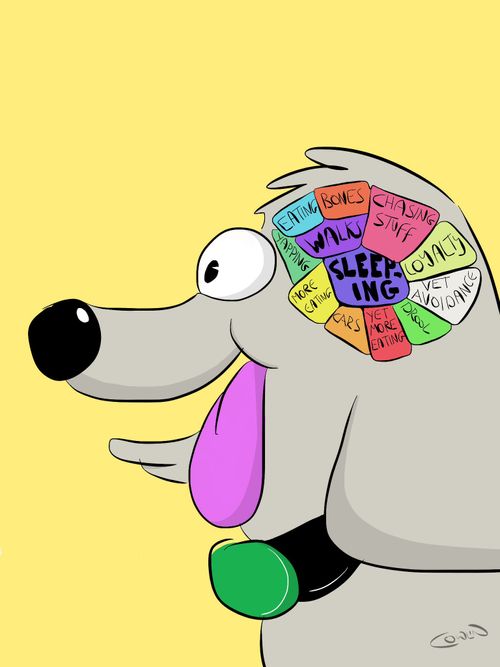 Priority Lobes of a Dogs Brain