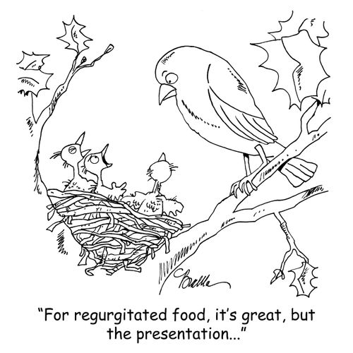 "For regurgitated food, it's great, but the presentation..."