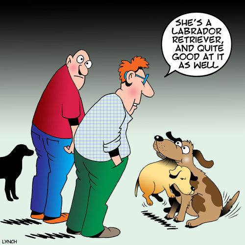 "She's a labrador retriever, and quite good at it as well."