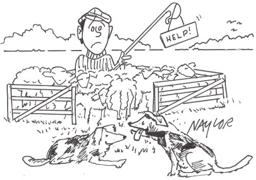 Trapped Shepherd