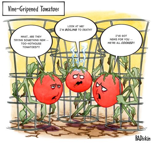 Vine-Gripened Tomatoes