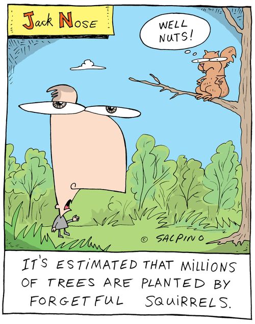 It's estimated that millions of trees are planted by forgetful squirrels.