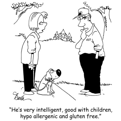 "He's very intelligent, good with children, hypo allergenic and gluten free."